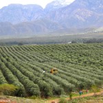 Willow Creek Follow The Olive