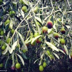 Willow Creek Follow The Olive