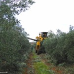 Willow Creek Follow The Olive