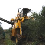 Willow Creek Follow The Olive