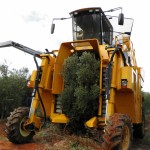 Willow Creek Follow The Olive