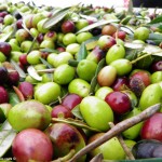 Willow Creek Follow The Olive