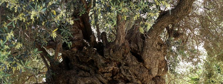 The Monumental Olive Tree of Vouves