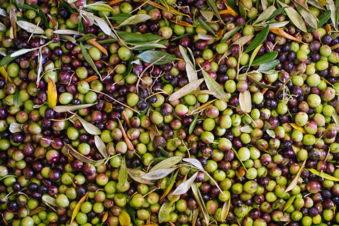 Olive Harvest