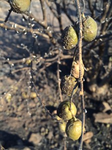 Scorched olives at Kredouw Olive Estate close-up