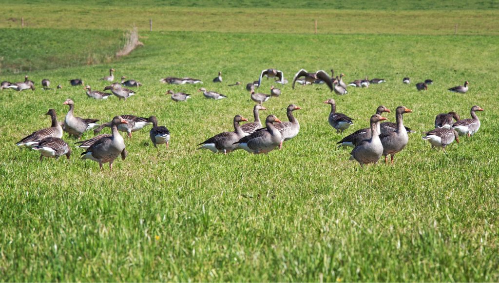 grey-geese-1379435_1920