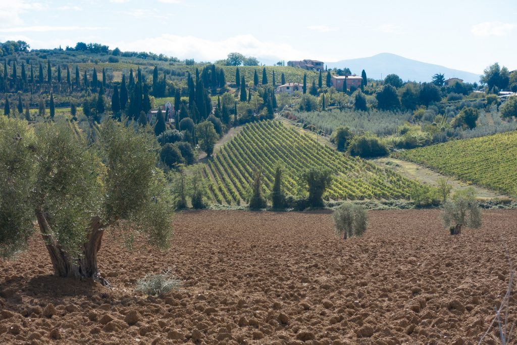 olive-grove-977733_1920