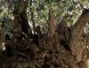 The Monumental Olive Tree of Vouves