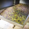 Olive harvest