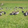 grey-geese-1379435_1920