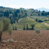olive-grove-977733_1920